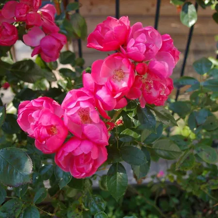 Tanja - Dein Wohlfuehlhaus In *